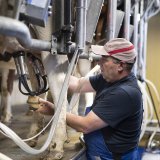 Alors que les prix des produits agricoles et laitiers augmentent dans les supermarchés, les paysans eux ne profitent pas de cette hausse, a critiqué l'Union suisse des paysans (USP) (archives). KEYSTONE/GAETAN BALLY